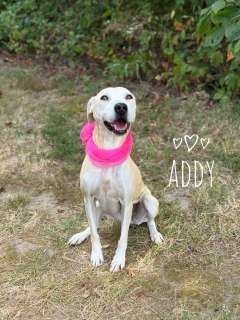 Addy 33141