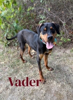 Vader 125277