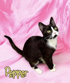 Pepper 33213
