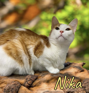 Nika 125226