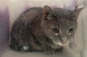 Silver, Senior Female unknown