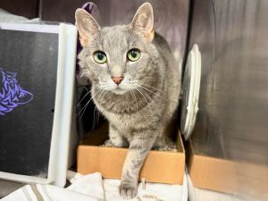 Silver, Senior Female unknown