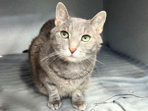 Silver, Senior Female unknown