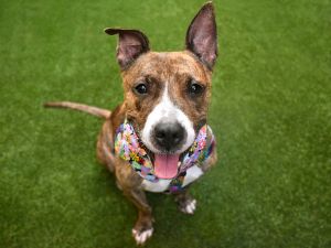 Pepper, Senior Female unknown