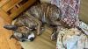 Pepper photo 2
