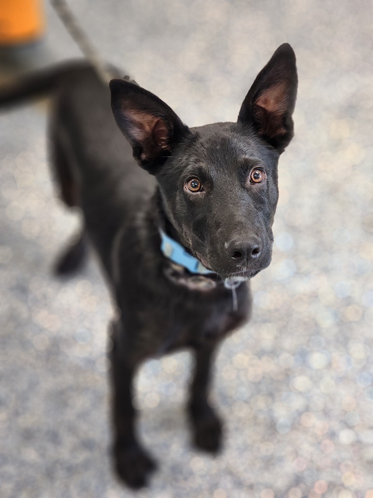 Koda