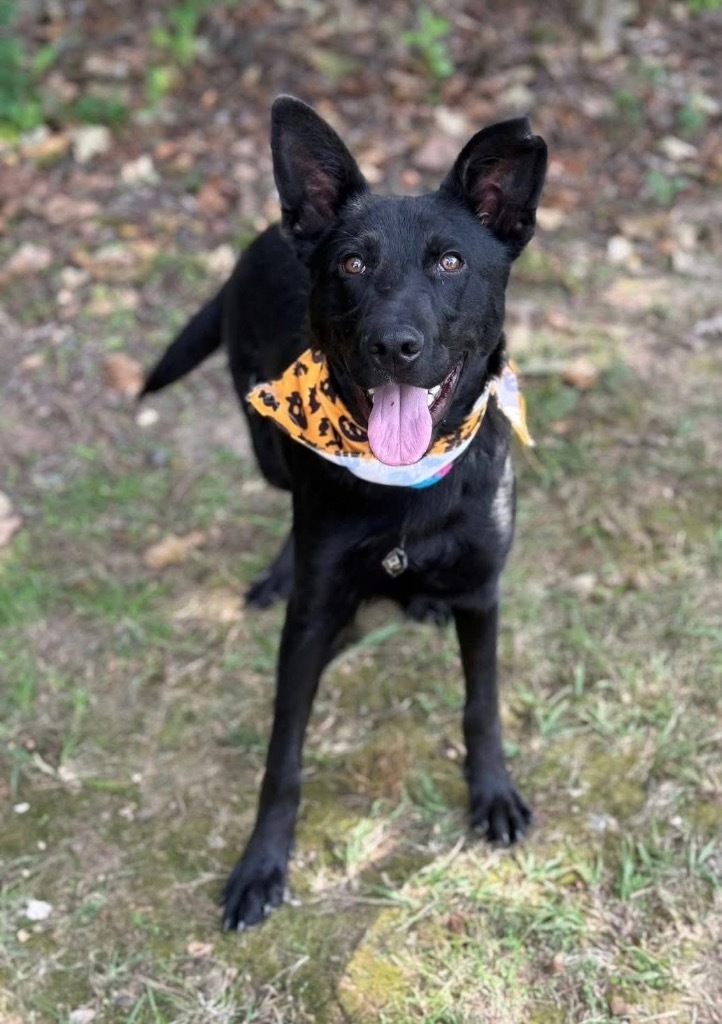 Koda