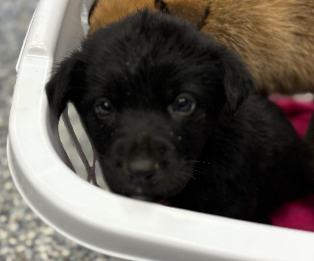 Koda