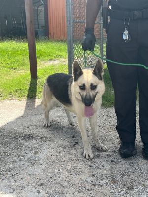 Daisy, Adult Female unknown