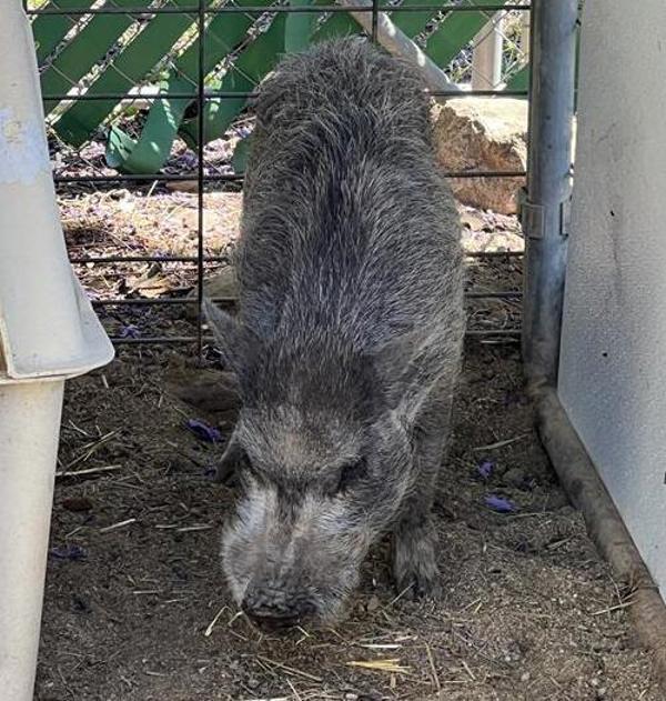 Pumba