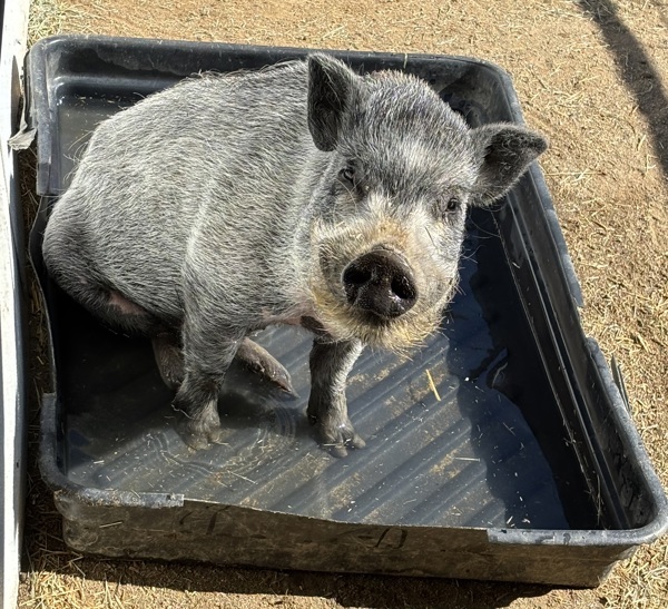 Pumba