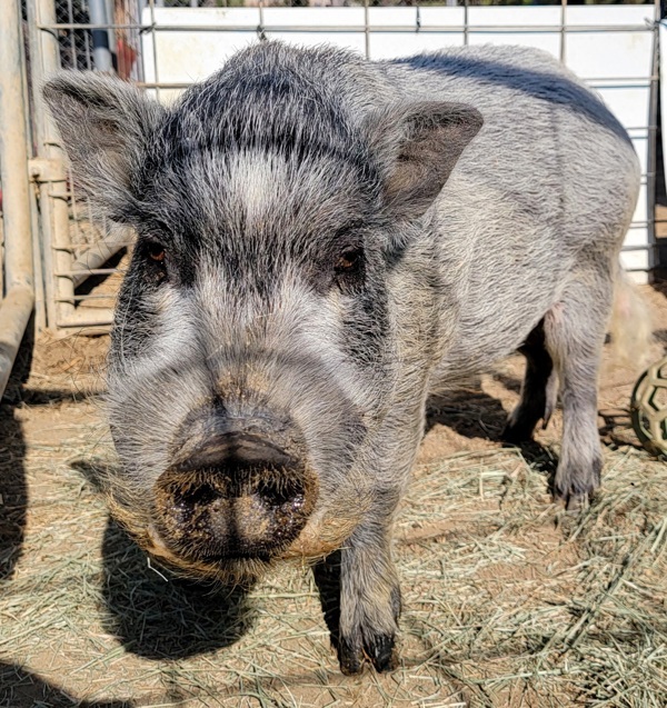 Pumba