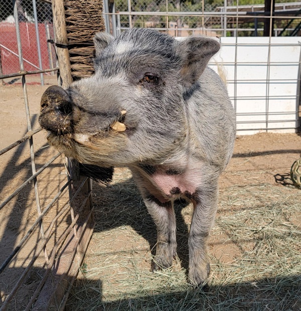 Pumba