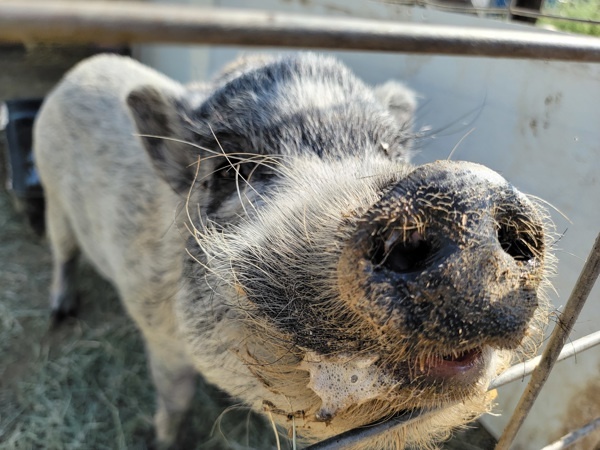 Pumba