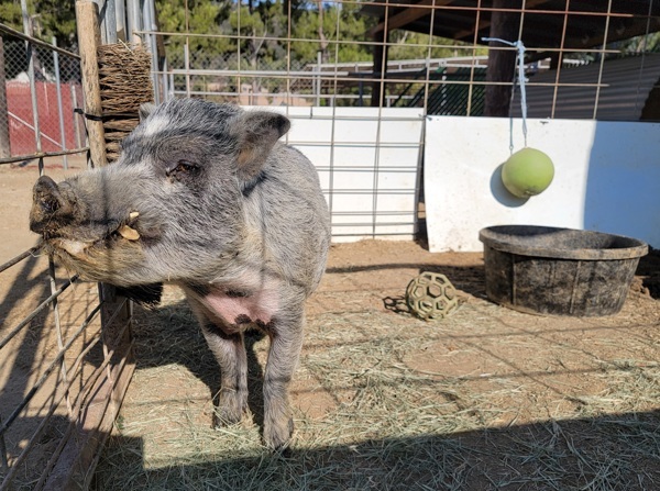 Pumba