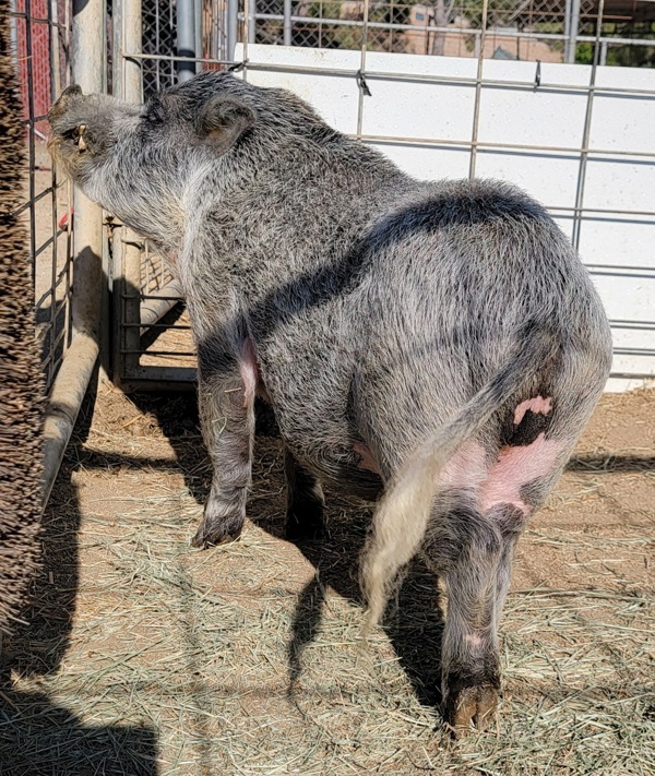 Pumba
