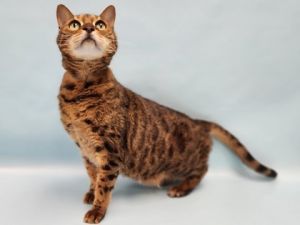 Skittles, Senior Female unknown