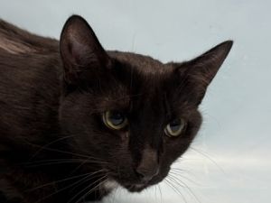 Frankie, Adult Female unknown