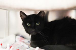 Frankie, Adult Female unknown