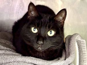 Spoon, Adult Female unknown