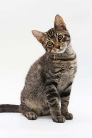 Taz