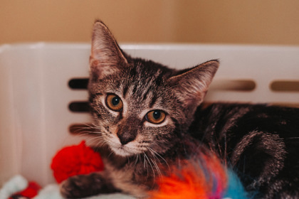 84633A Waffles- PetSmart North Charleston 1