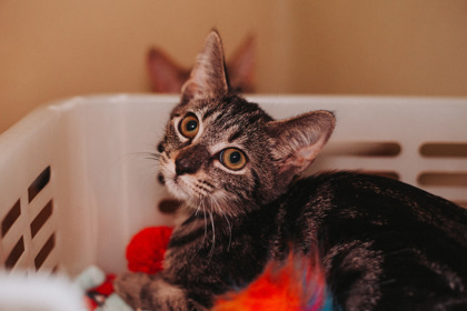 84633A Waffles- PetSmart North Charleston 2