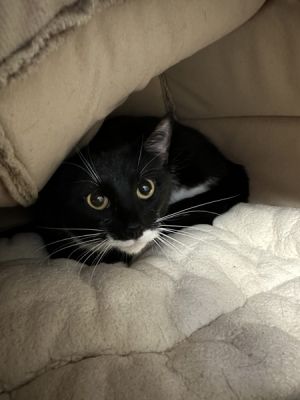 Lady Doughnut, Adult Female unknown