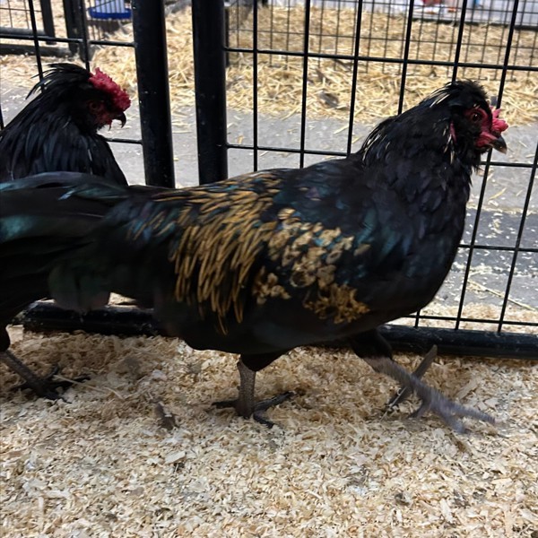 Clucky