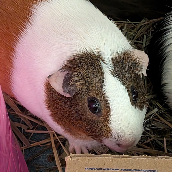Taylor -- Bonded Buddy With Cocoa