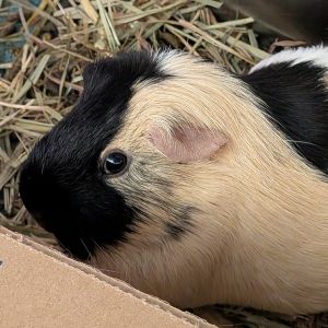 Cocoa -- Bonded Buddy With Taylor, Adult Female unknown