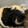 Cocoa -- Bonded Buddy With Taylor photo 2