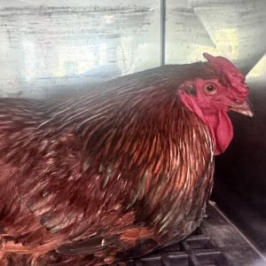 Cooper, Adult Male unknown