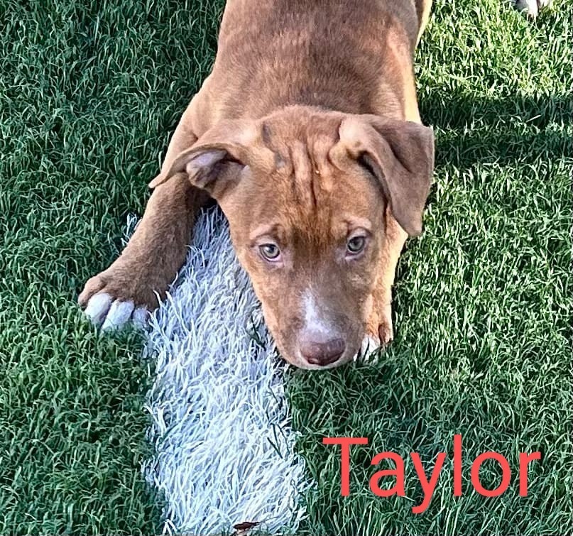 Taylor