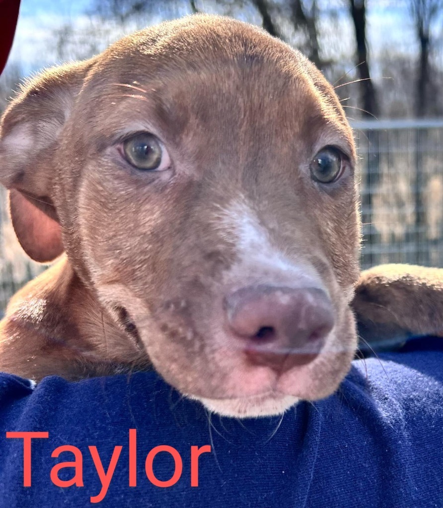Taylor