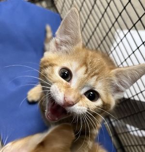 Primary Color Orange Tabby Weight 2125lbs Age 0yrs 0mths 8wks Animal has been Spayed