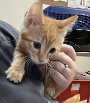 Primary Color Orange Tabby Weight 2lbs Age 0yrs 0mths 8wks Animal has been Spayed