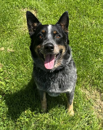 Rodney, an adoptable Australian Cattle Dog / Blue Heeler, Cattle Dog in Willmar, MN, 56201 | Photo Image 1