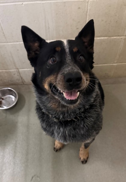 Rodney, an adoptable Australian Cattle Dog / Blue Heeler, Cattle Dog in Willmar, MN, 56201 | Photo Image 2