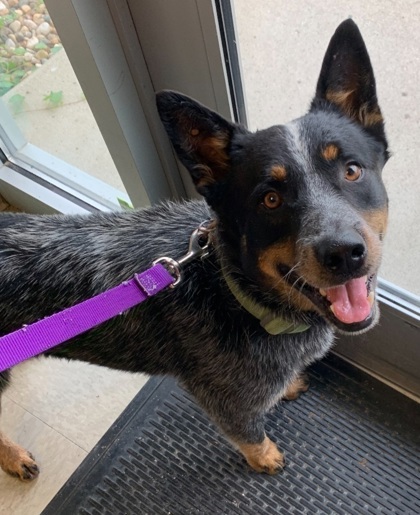 Rodney, an adoptable Australian Cattle Dog / Blue Heeler, Cattle Dog in Willmar, MN, 56201 | Photo Image 3