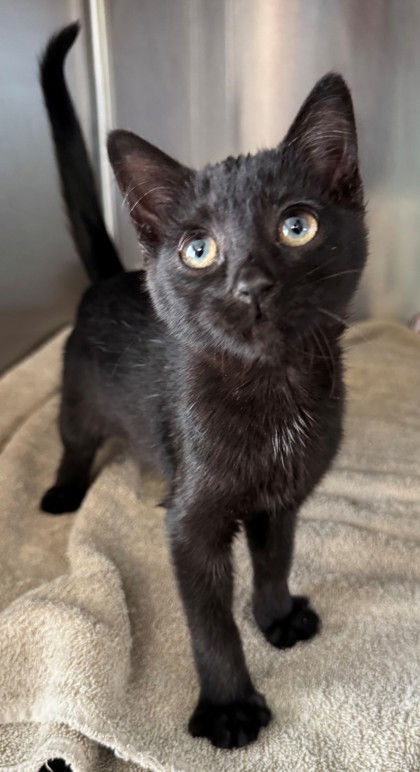 Binx