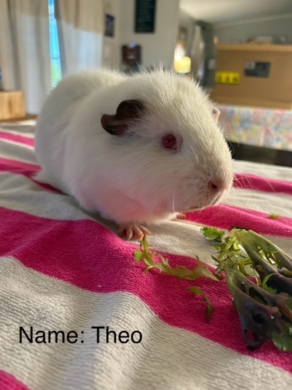 Theo
