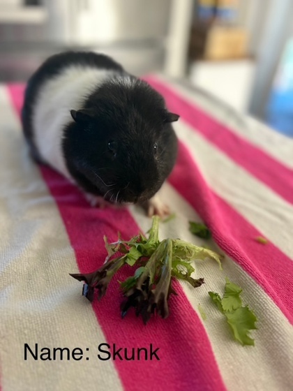 Skunk