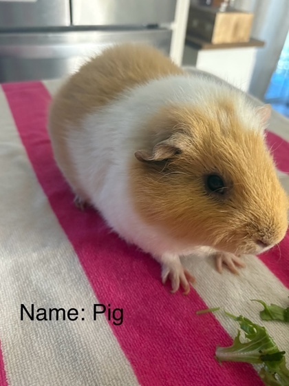 Pig