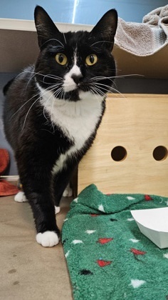 Dottie