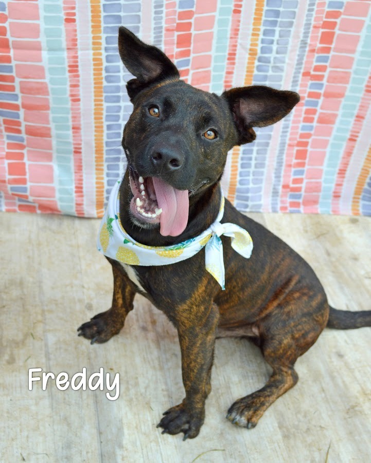 Freddy