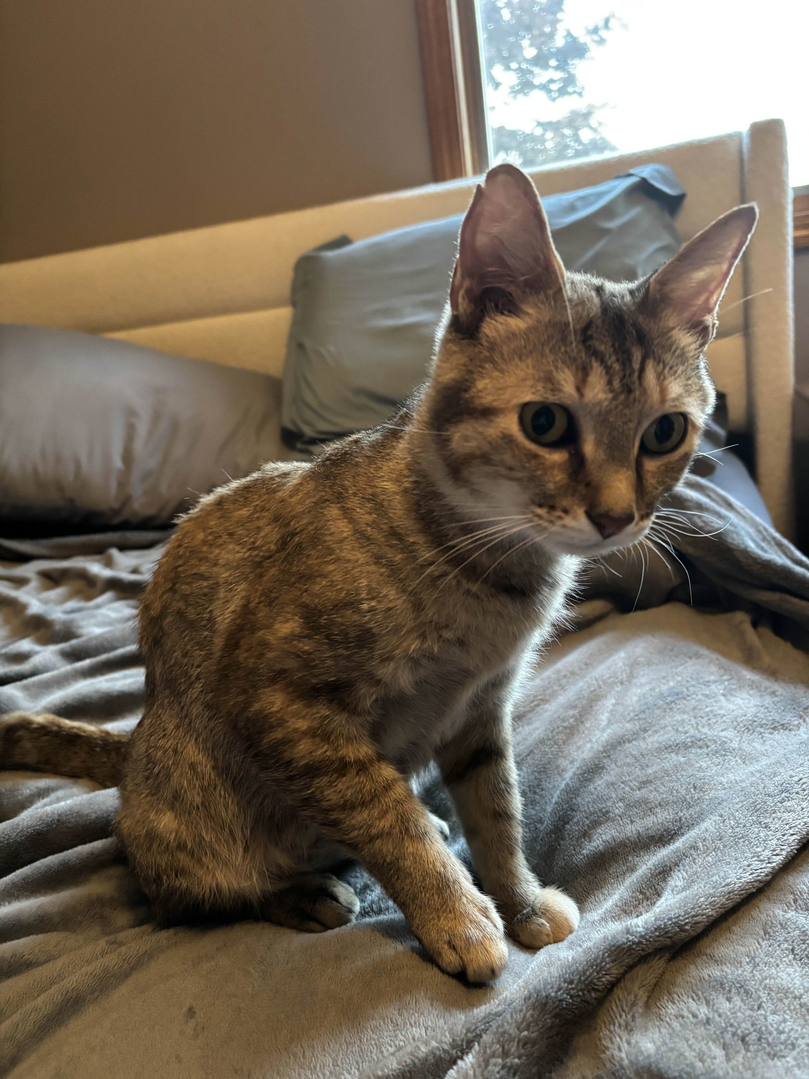 Olive