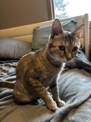Olive, Young Female unknown