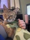 Olive photo 2