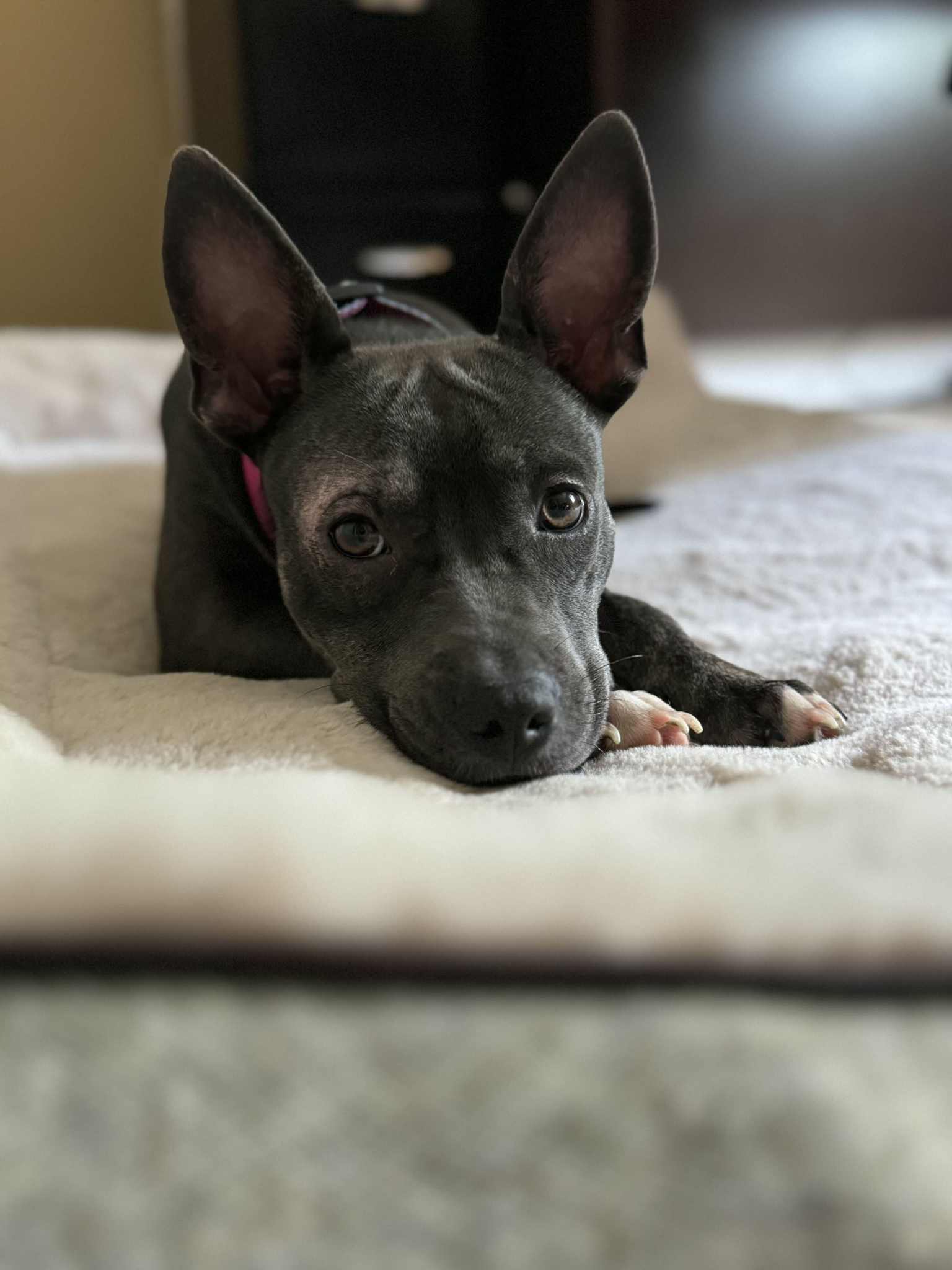 Julie